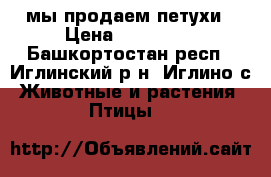 мы продаем петухи › Цена ­ 700-900 - Башкортостан респ., Иглинский р-н, Иглино с. Животные и растения » Птицы   